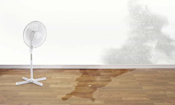 Best Basement water damage restoration  in Brookhaven, MS